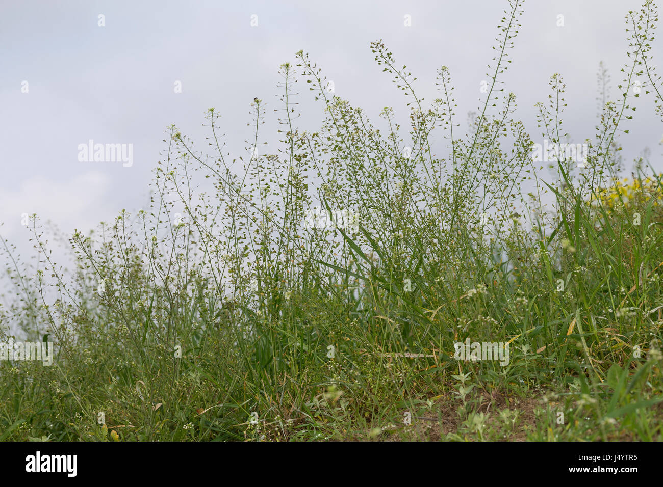 Hirtentäschelkraut, Hirtentäschel-Kraut, Hirtentäschel, Capsella Bursa-Pastoris, Schäferhund Geldbörse Stockfoto