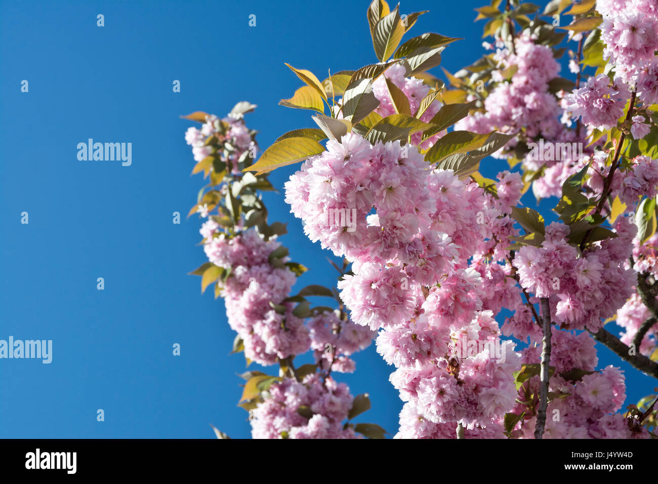 Rosa Zierpflanzen Kirschblüten gegen den blauen Himmel. Prunus