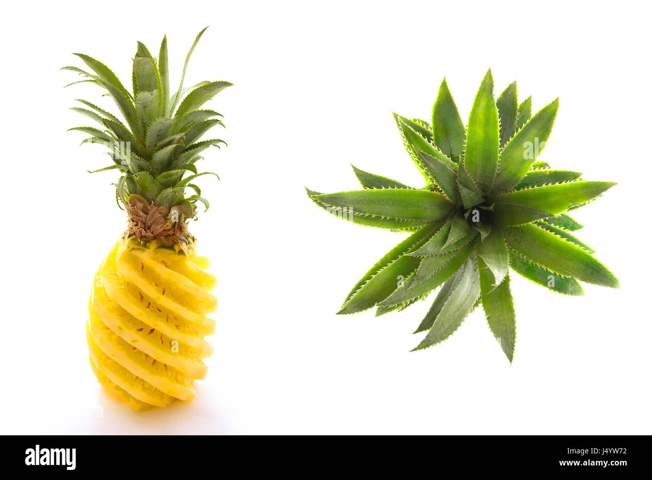 Collage aus eine geschälte Ananas und seinen Stiel-Blick von oben isoliert auf weißem Hintergrund Stockfoto