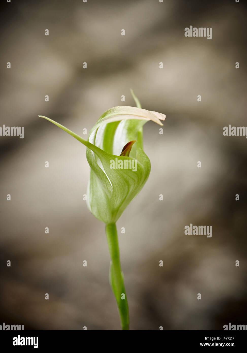 Einheimische terrestrische Orchidee Pterostylis baptistii , King Greenhood, wächst auf Fraser Island, K'gari, Queensland, Australien Stockfoto