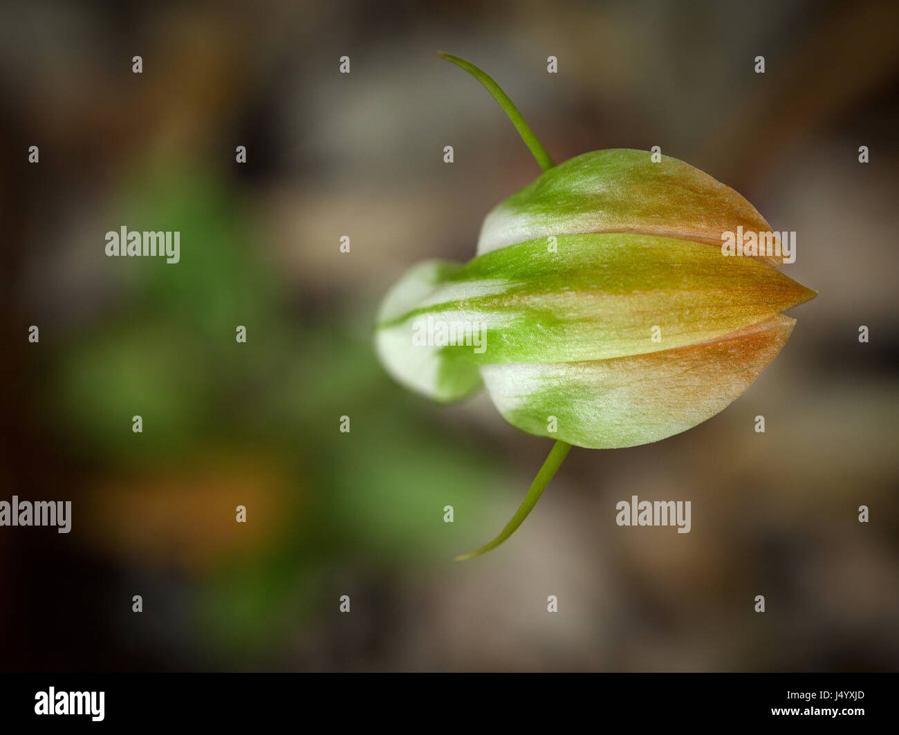 Mit Blick auf die einzelne Blume von Pterostylis baptistii oder King Greenhood terrestrische Orchidee. Position, K'gari Stockfoto