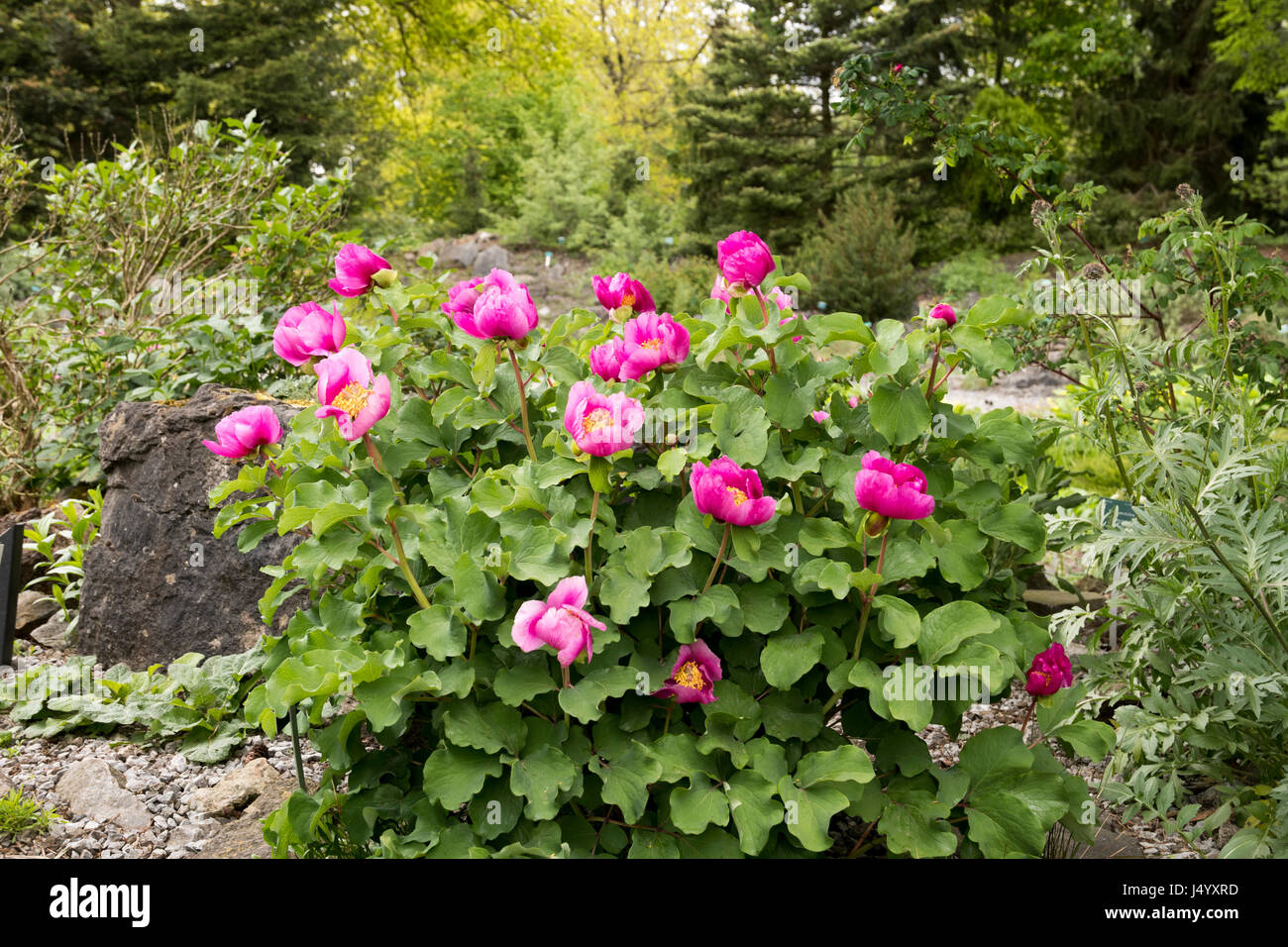 Paeonia mascula subsp Hagley Stockfoto