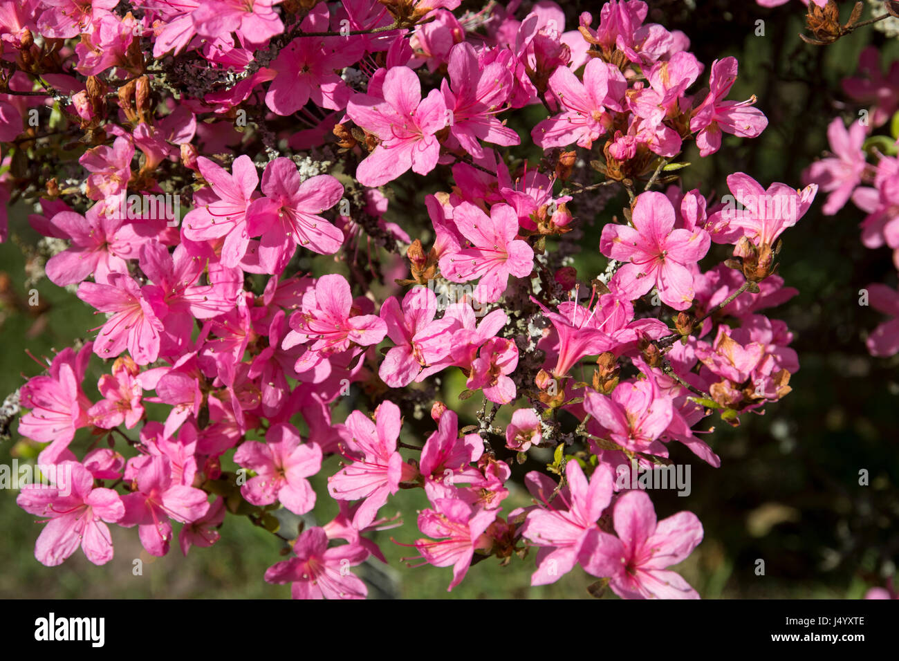 Rhododendron 'Esmeralda' (Japanische Azalee) Stockfoto