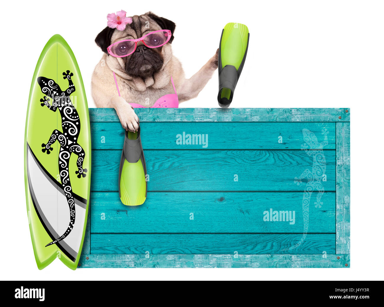 Bikini Babe Mops Hund mit blauer Vintage Holz Strand Zeichen, Surfbrett und  Flossen für den Sommer, isoliert auf weißem Hintergrund Stockfotografie -  Alamy