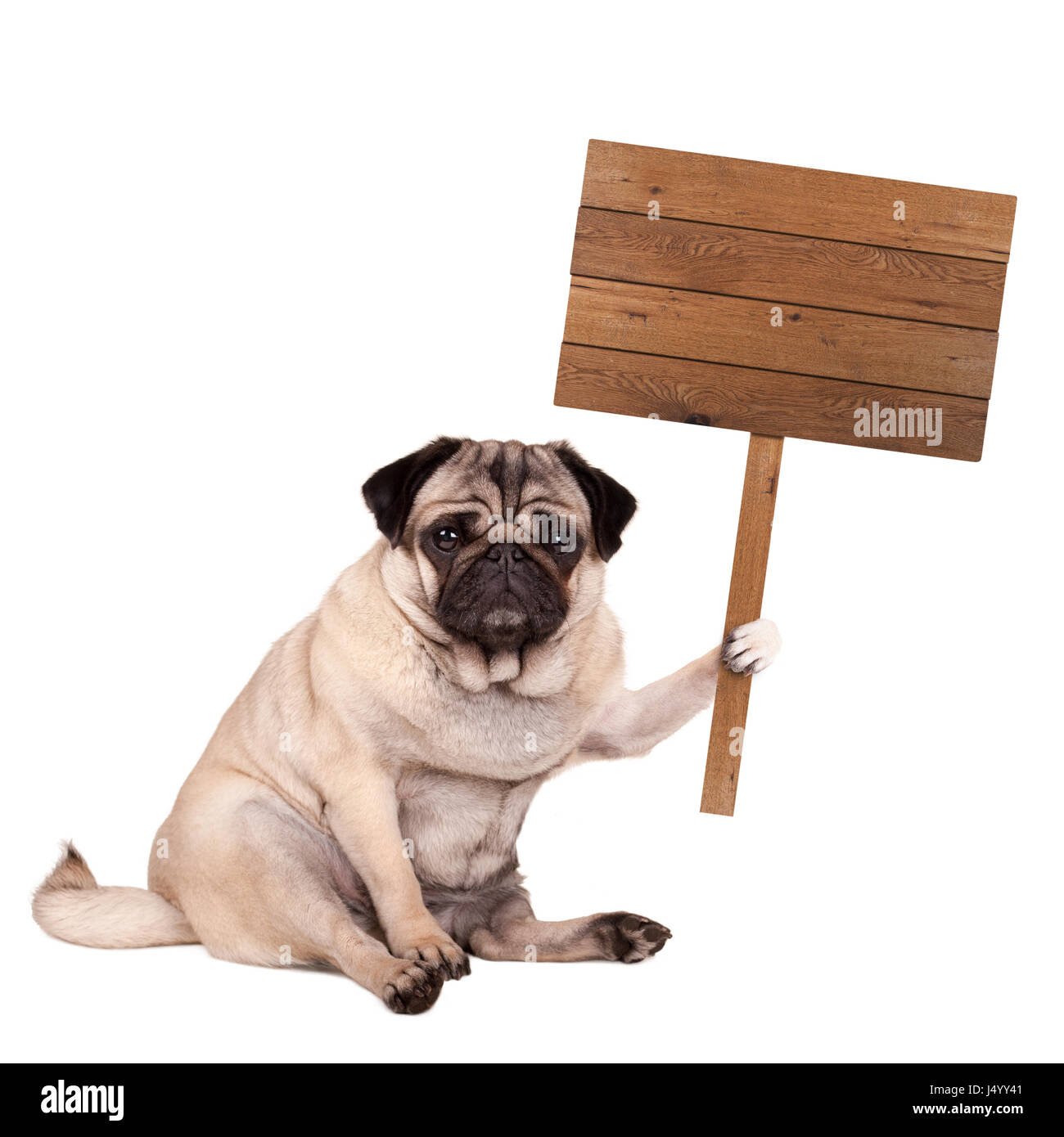 schöne süße Mops Welpen Hund sitzen mit leeren Holzschild auf Pole, isoliert auf weißem Hintergrund Stockfoto