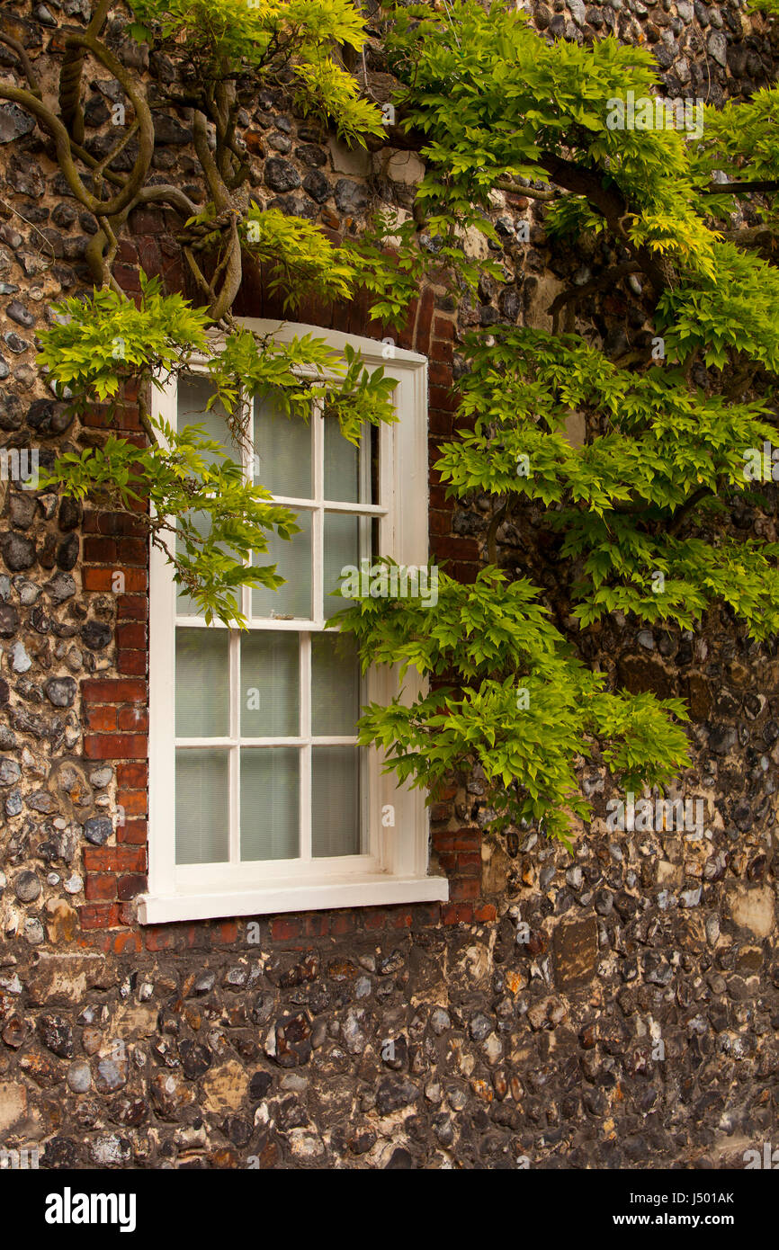 Das Fenster eines traditionellen Norfolk Flint Cottage mit Glyzinien-Pflanze, die an der Wand Stockfoto