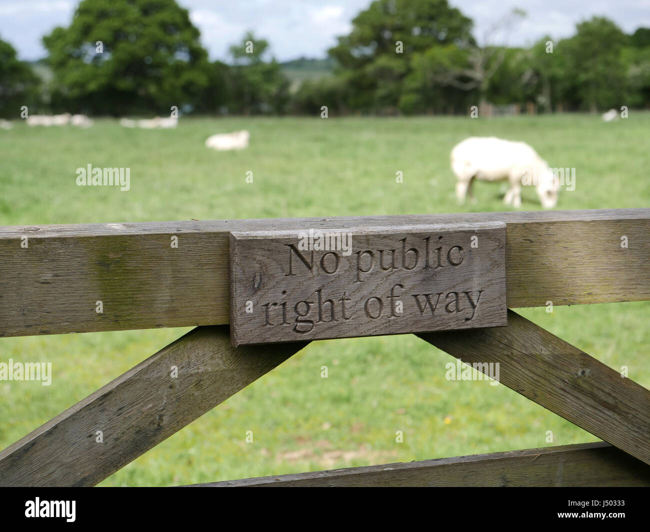 Keine öffentlichen Weg-Zeichen auf einem Hof. Schafe weiden. Stockfoto
