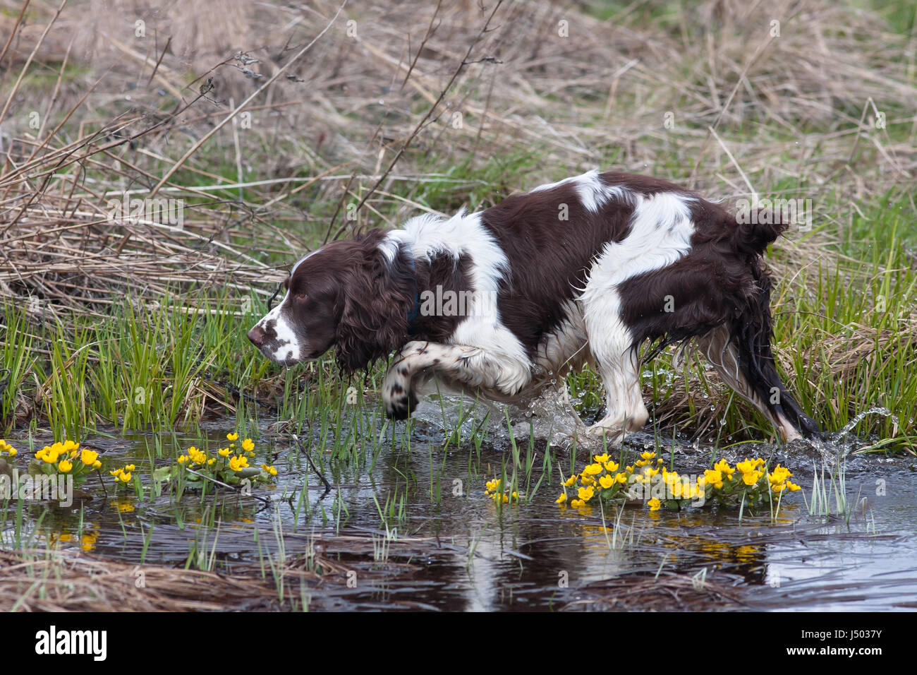 Jagd Hund Spaniel auf die Vogeljagd Stockfoto