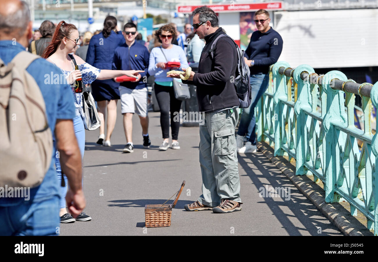 Brighton, UK. 14. Mai 2017. Ein Mann zeigt eine Frau, eine Schlange auf Brighton Seafront während einer warmen sonnigen Nachmittag Credit: Simon Dack/Alamy Live News Stockfoto