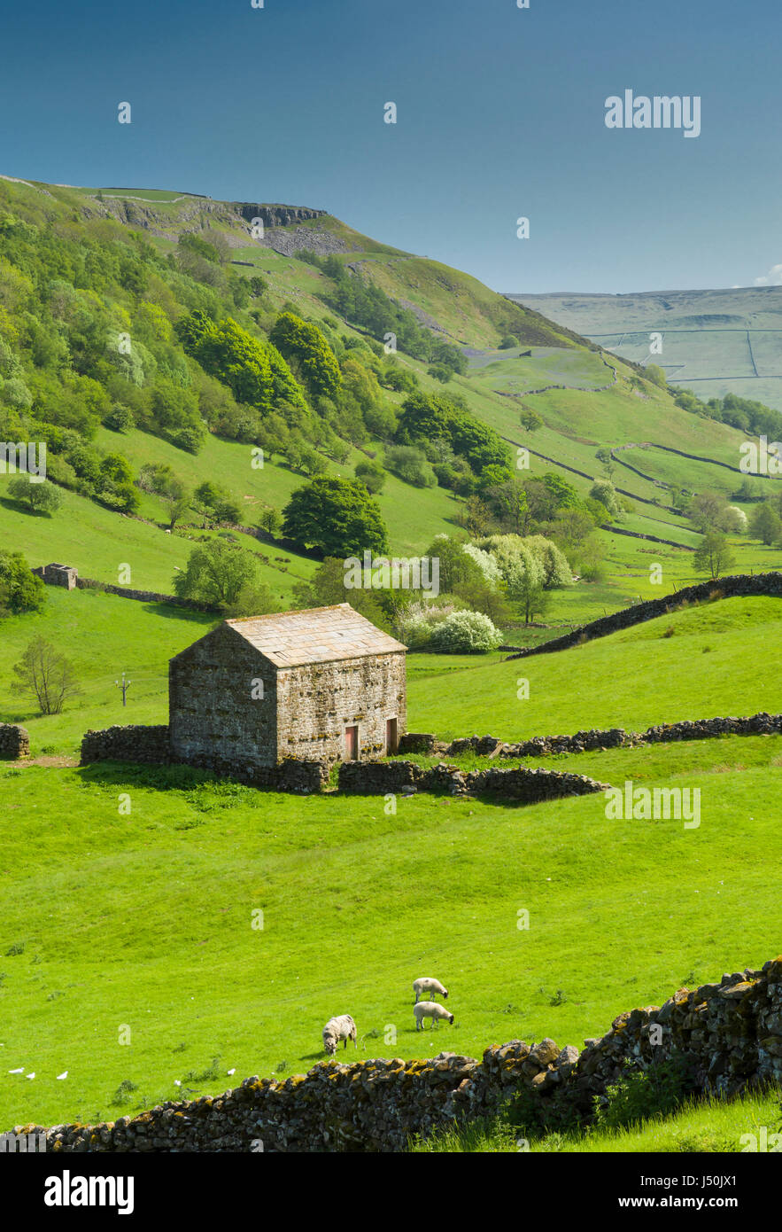 Dales Scheune am entfernten Keld Bauerndorf im oberen Swaledale, The Yorkshire Dales England, Juni 2016 Stockfoto