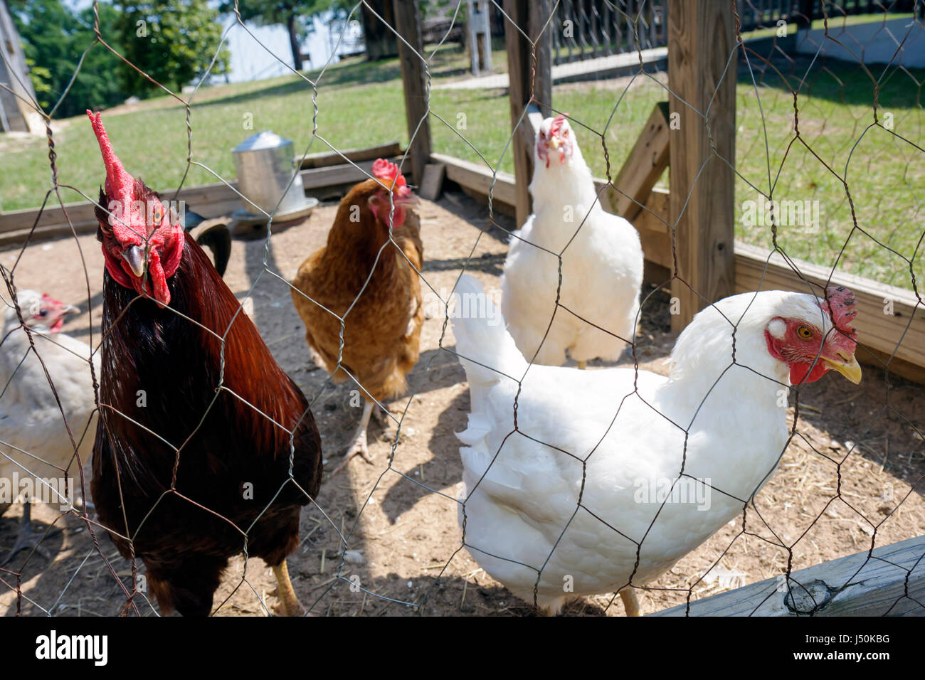 Alabama, Pike County, Troy, Pioneer Museum of Alabama, Geschichte, Region, Bildung, Vergangenheit, südliches Leben, neu erbautes Dorf, Hühnerstall, Farm, Käfig, Hahn, Hühner Stockfoto