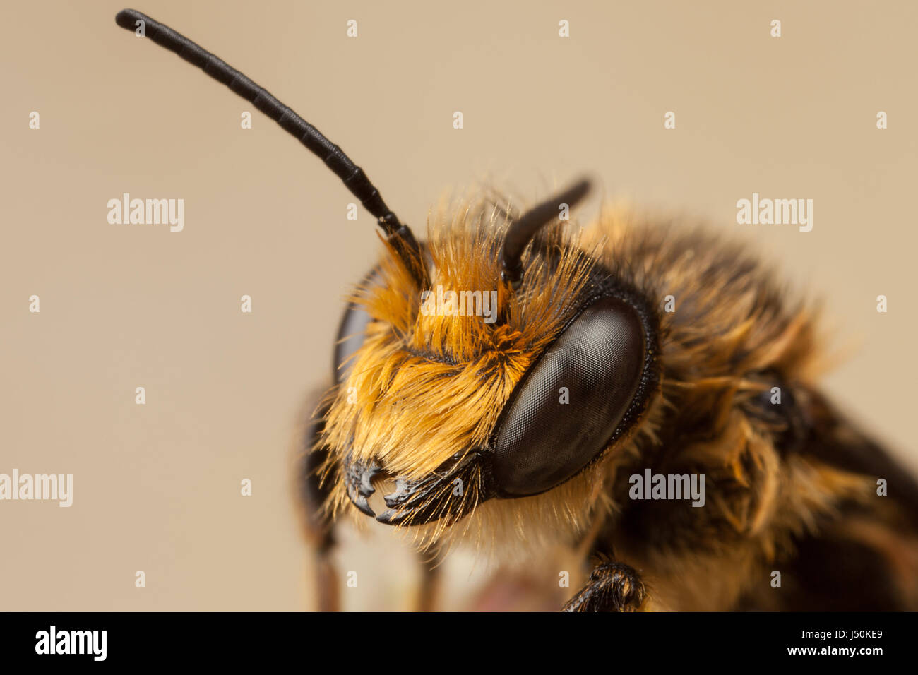 Rote Mauerbiene, Osmia bicornis Stockfoto