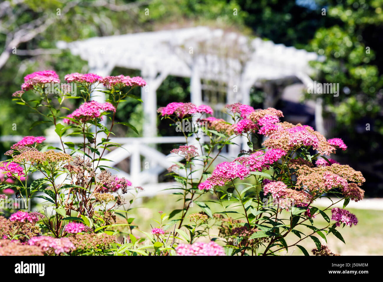 Alabama Butler County, Greenville, Blumenblumen, Blumenblumen, Garten, Besucher reisen Reise Reise Tourismus Wahrzeichen Kultur Kultur Kultur Stockfoto
