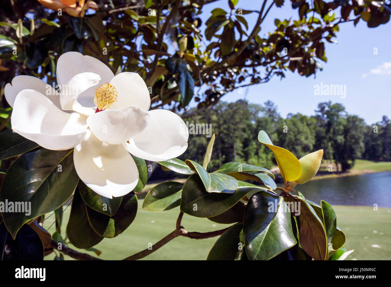 Alabama Greenville, Sherling Lake Park, Magnolienbaum, Blüte, AL080521043 Stockfoto