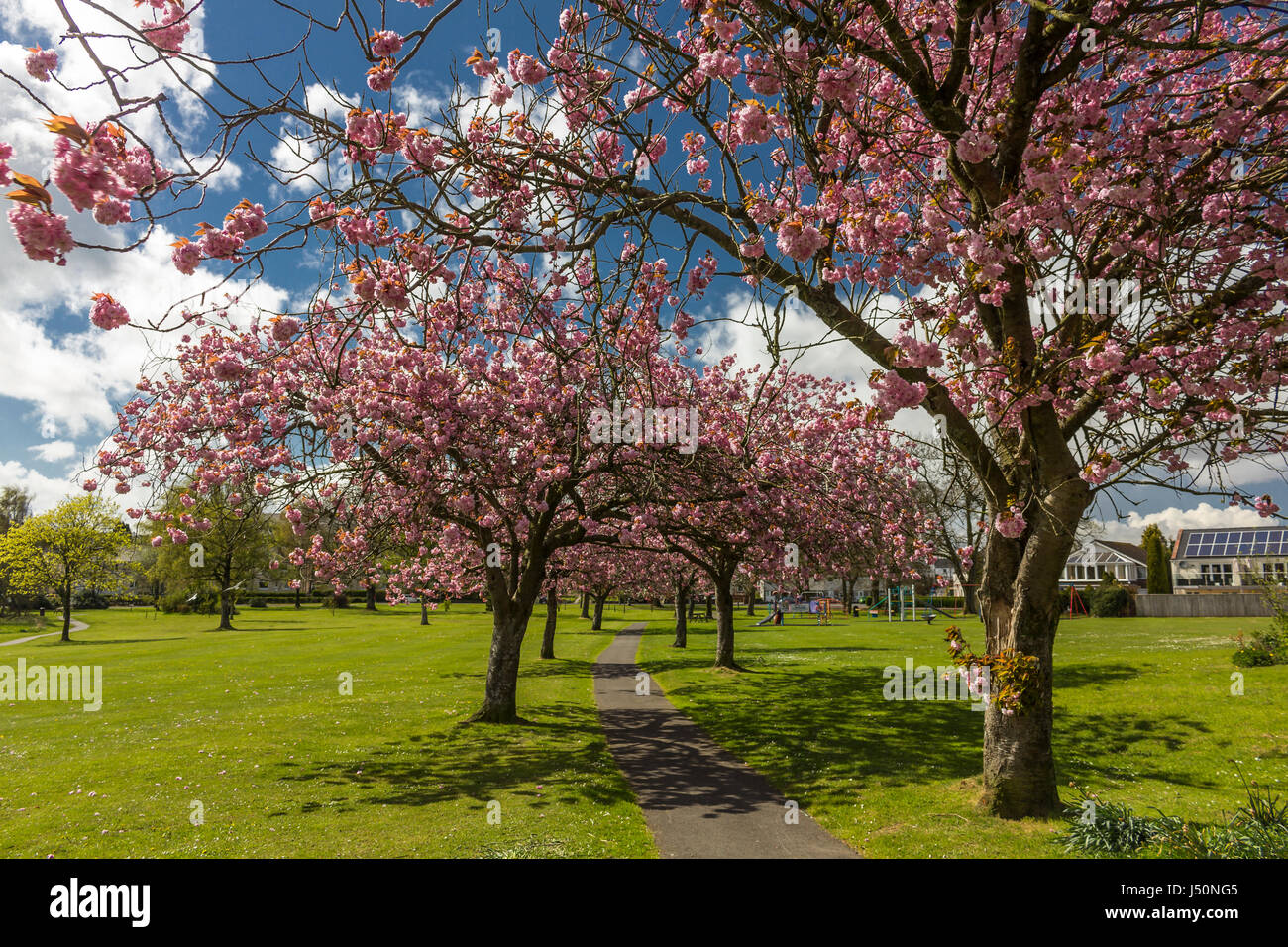 Auf der Suche auf einem Wanderweg durch eine Allee von blühenden Kirschbäume in Lochside Park, Castle Douglas, Dumfries and Galloway, Schottland. Stockfoto
