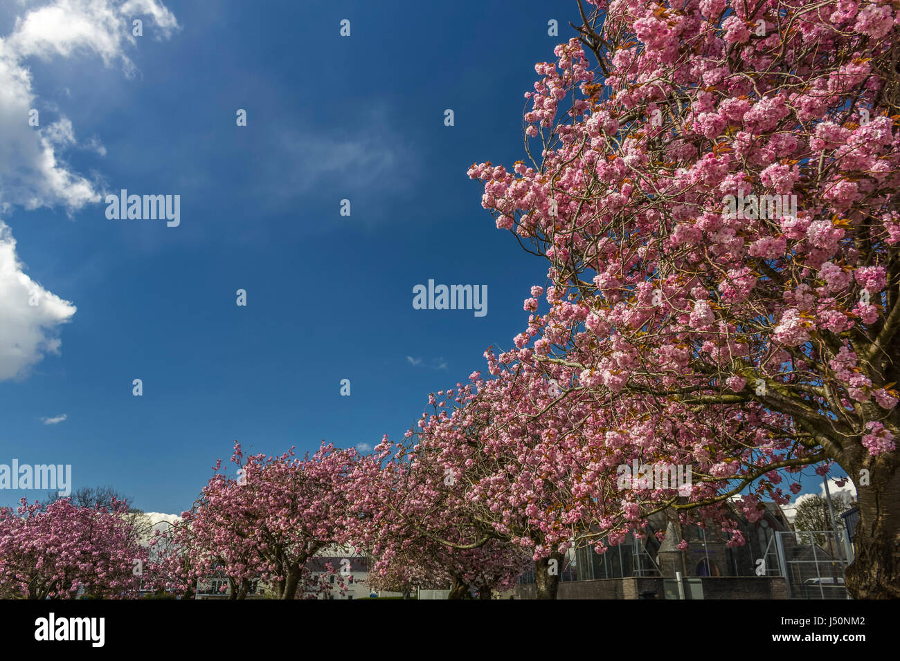 Geschwungene Linie der Kirschbäume in Blüte. Lochside Park, Castle Douglas, Dumfries and Galloway, Schottland. Stockfoto