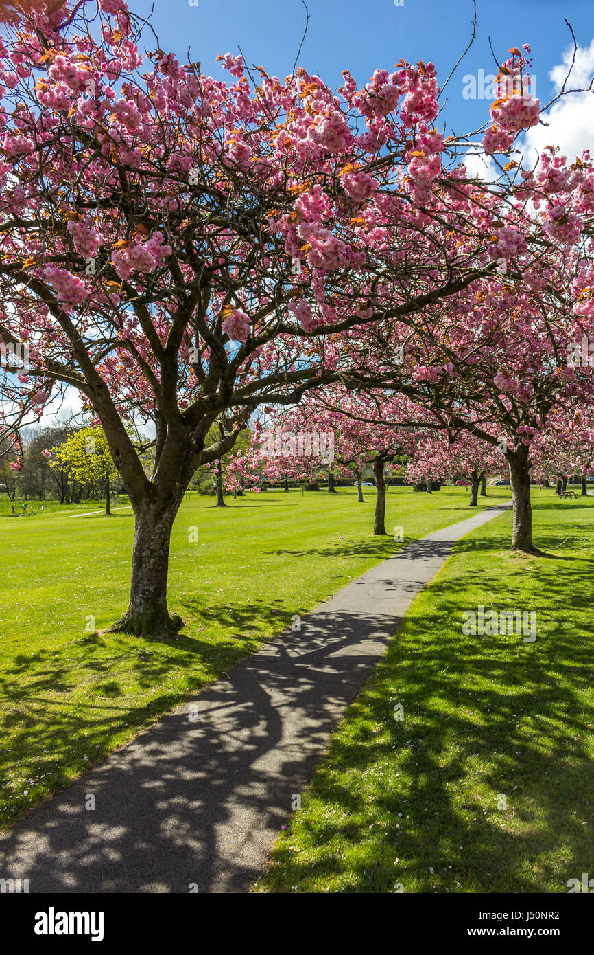 Auf der Suche auf einem Wanderweg durch eine Allee von blühenden Kirschbäume in Lochside Park, Castle Douglas, Dumfries and Galloway, Schottland. Stockfoto