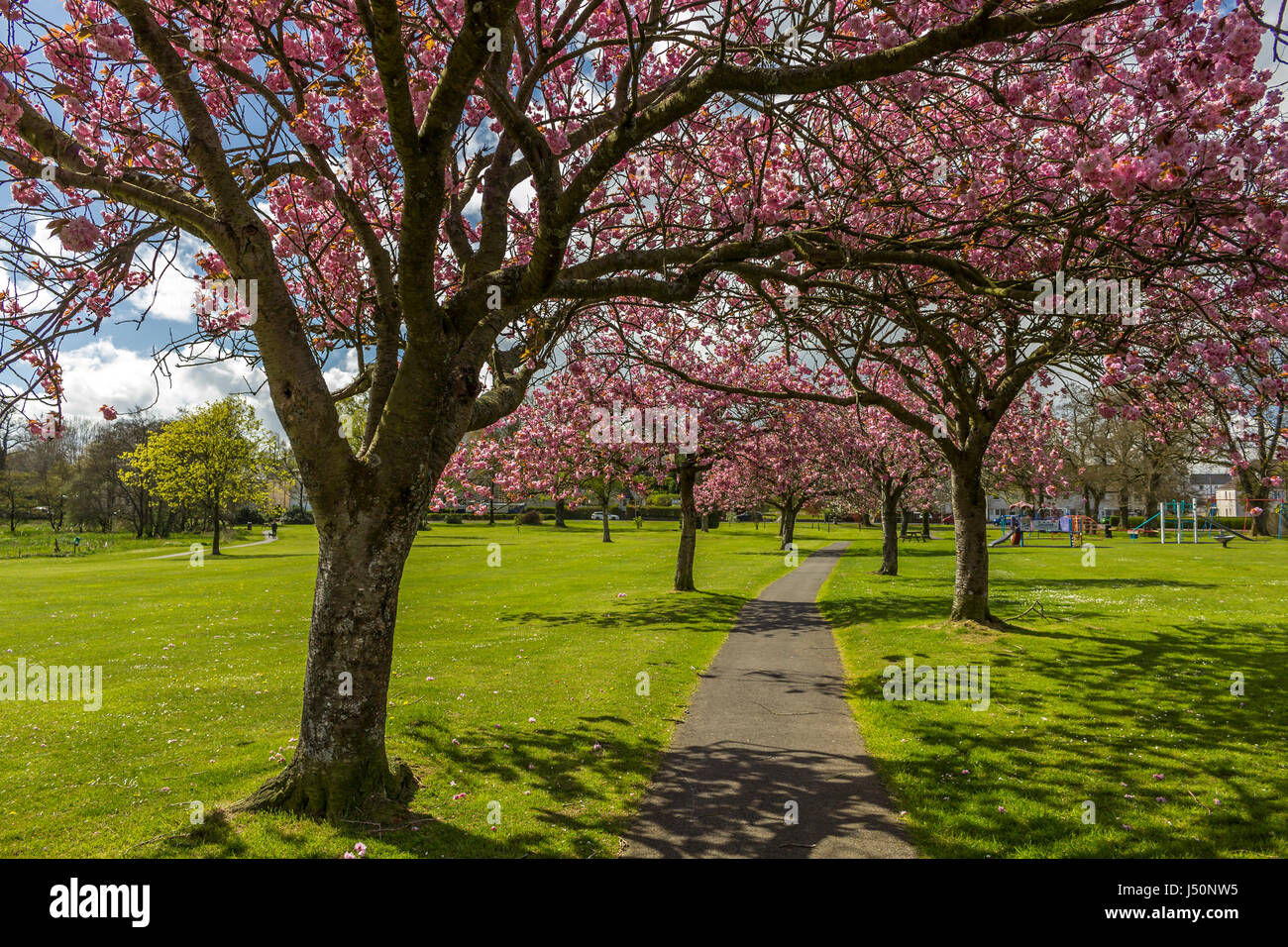 Auf der Suche auf einem Wanderweg durch eine Allee von blühenden Kirschbäume in Lochside Park, Castle Douglas, Dumfries and Galloway, Schottland. Stockfoto