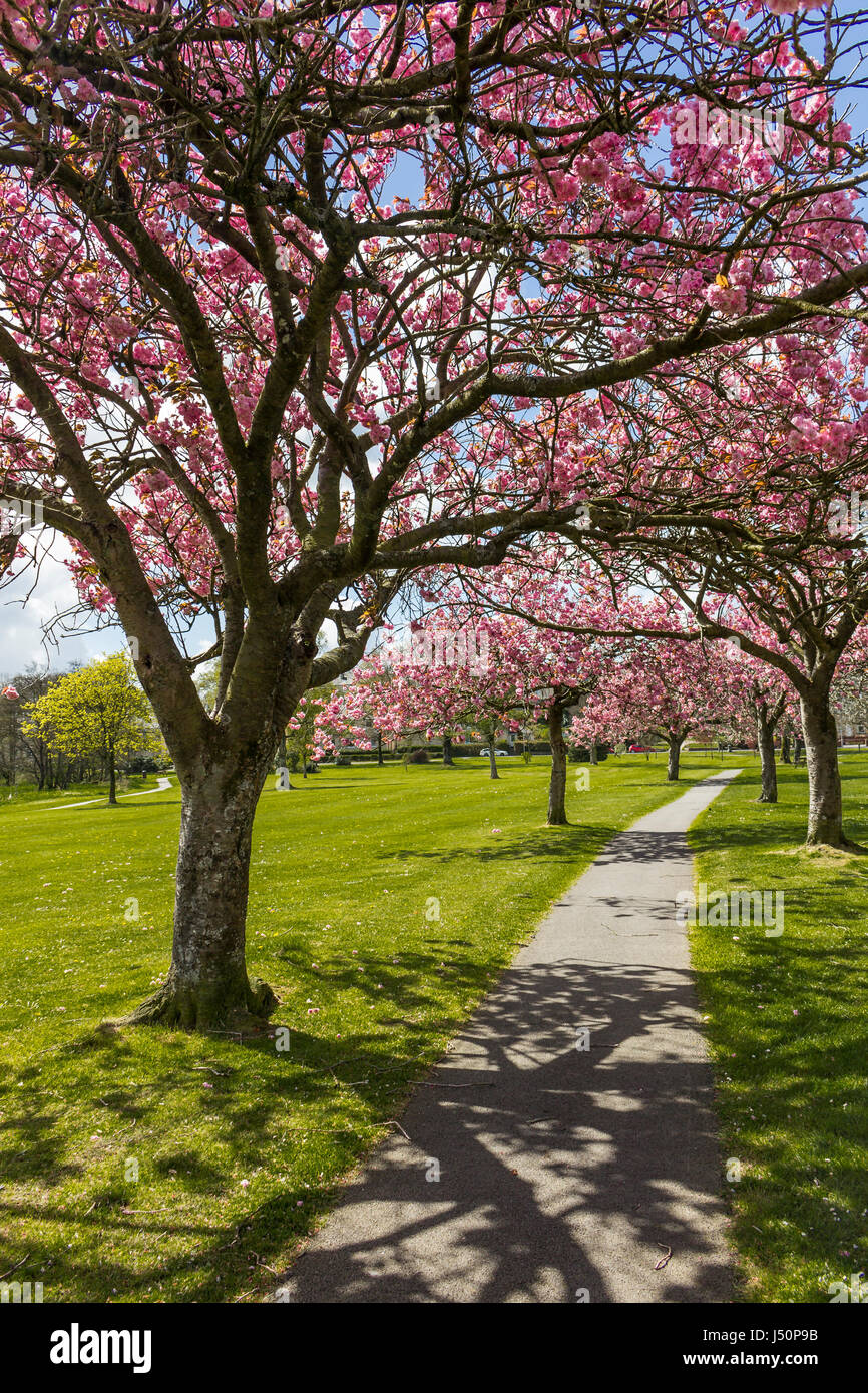 Auf der Suche auf einem Wanderweg durch eine Allee von blühenden Kirschbäume in Lochside Park, Castle Douglas, Dumfries and Galloway, Schottland. Stockfoto