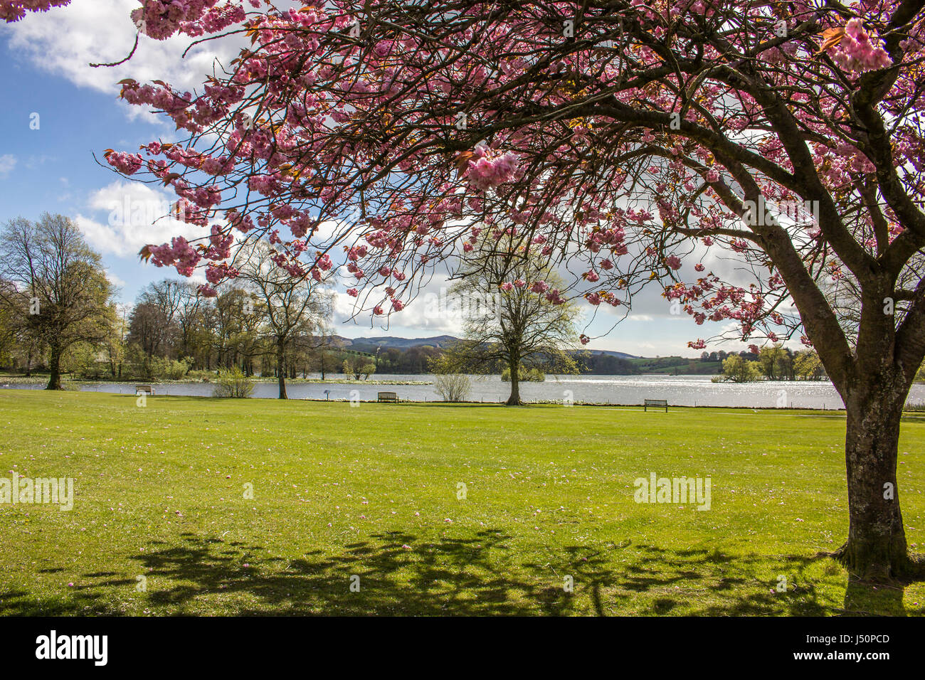 Blick durch ein Kirschbaum in Richtung Carlingwark Loch vom Lochside Park in Castle Douglas, Dumfries and Galloway, Schottland. Stockfoto