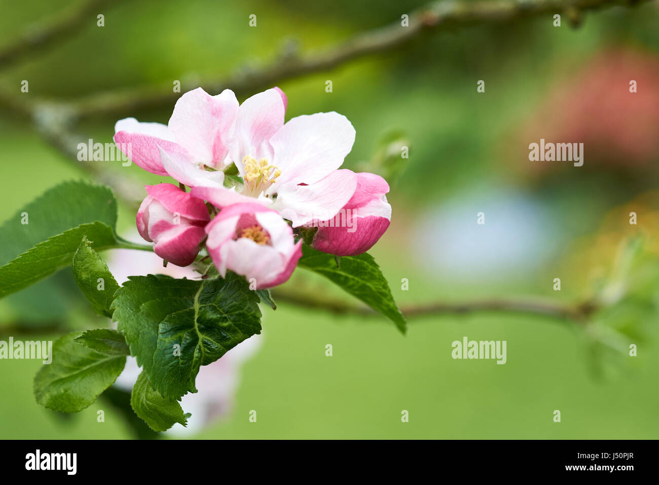 Frühling rosa Apfelblüten auf einem Apfelbaum Bramley. Stockfoto
