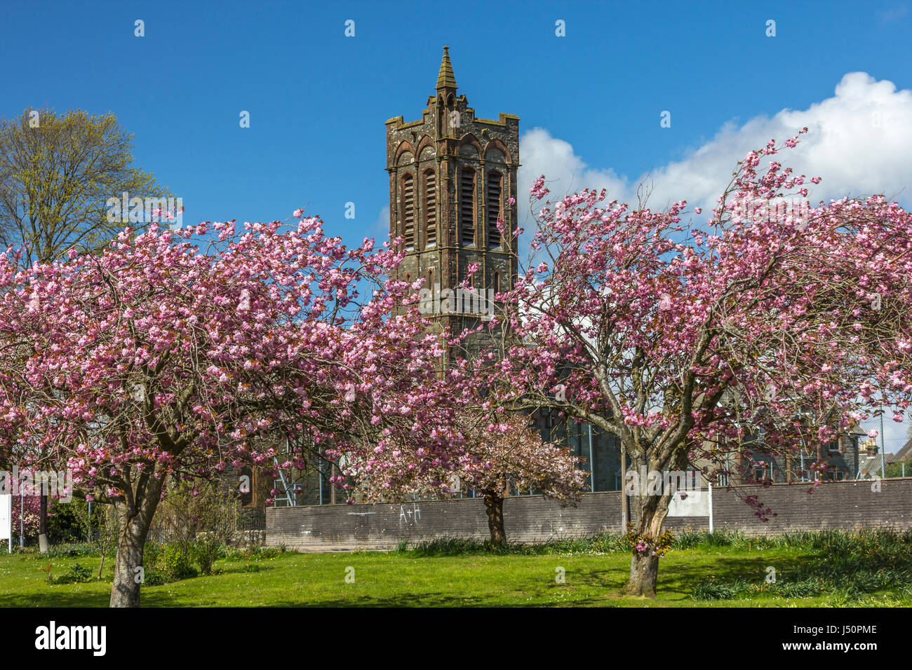 Mit Blick auf die Fullarton (ehemals St. Andrews Church) mit Kirschblüten im Lochside Park, Castle Douglas, Dumfries and Galloway, Schottland. Stockfoto