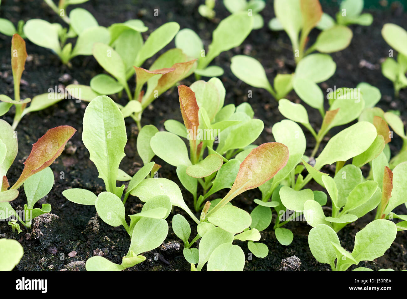 Gemischter Salat Blätter Pflanzen Kompost in einem Gewächshaus, UK. Stockfoto