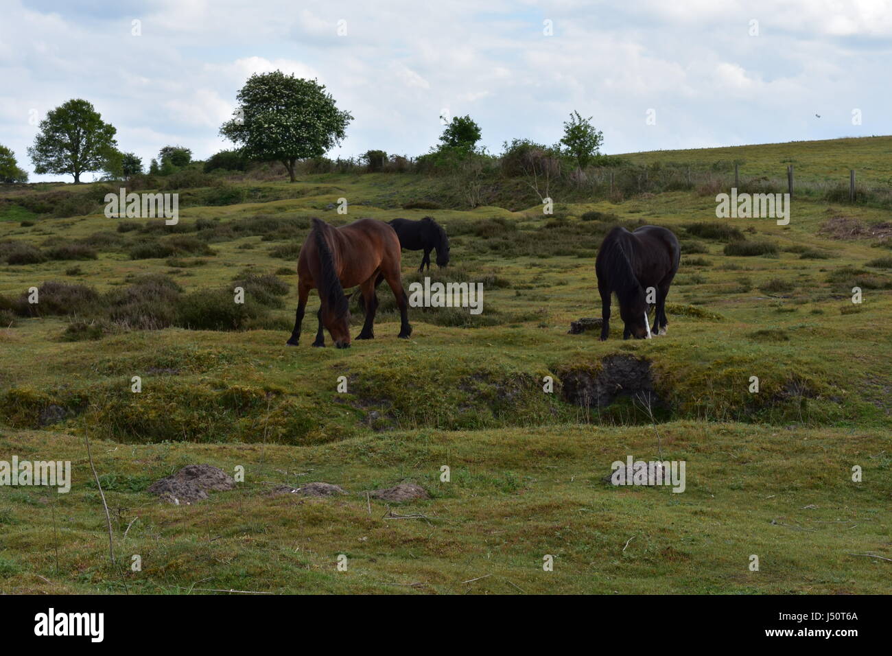 Dunkel braun und Kastanien Wildpferde grasen auf gemeinsame Naturschutzgebiet Edmund, Edmund, Norfolk, Großbritannien Stockfoto