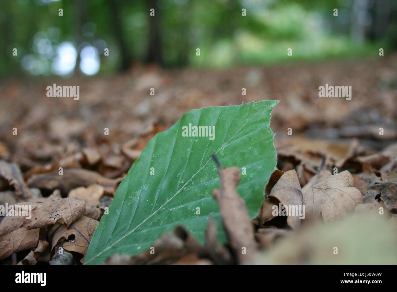 Odd Man Out - eine grüne Fagus sylvatica Buche Blatt unter Braun Quercus robur Eiche Blätter. Stockfoto