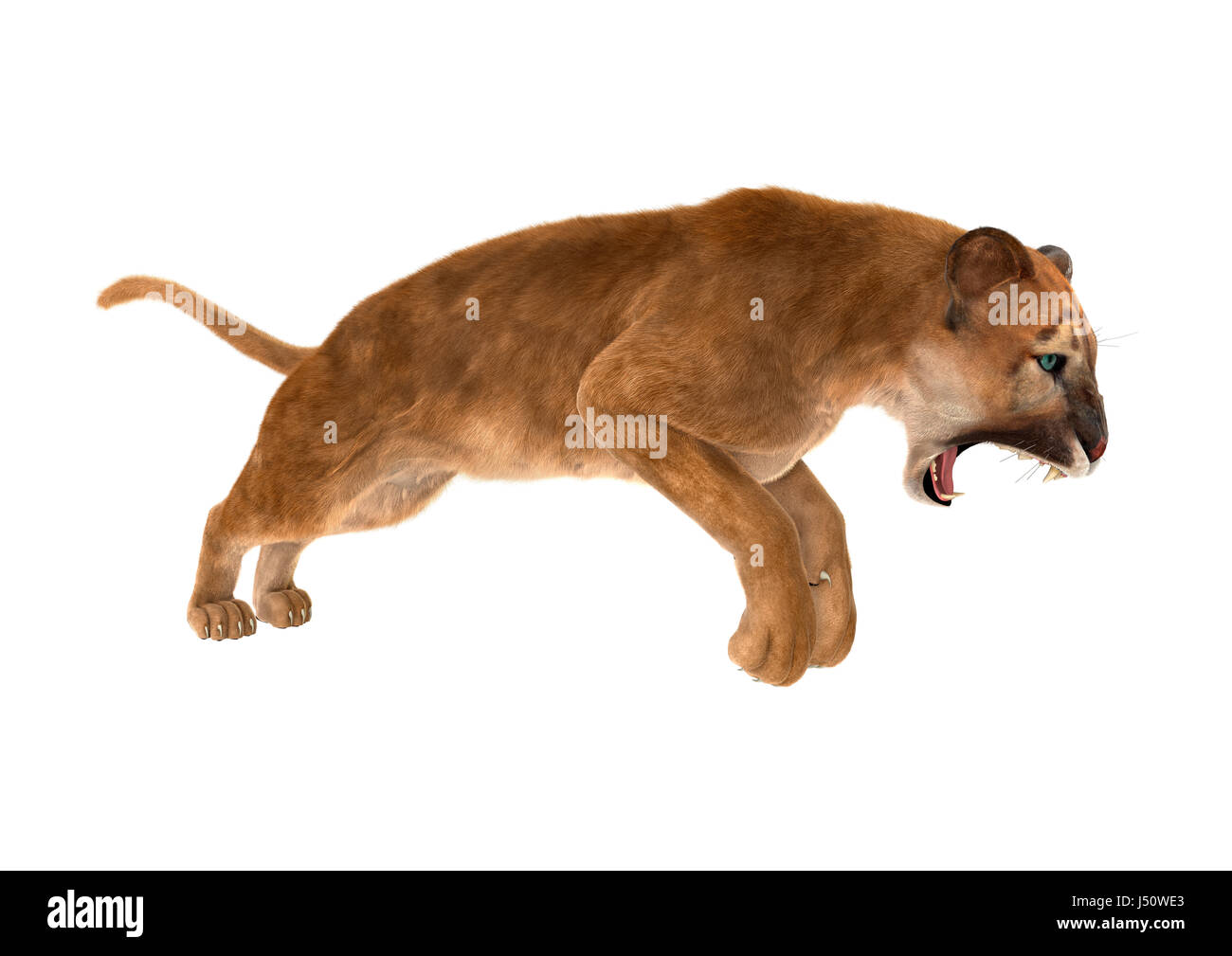 Puma concolor jumping -Fotos und -Bildmaterial in hoher Auflösung – Alamy