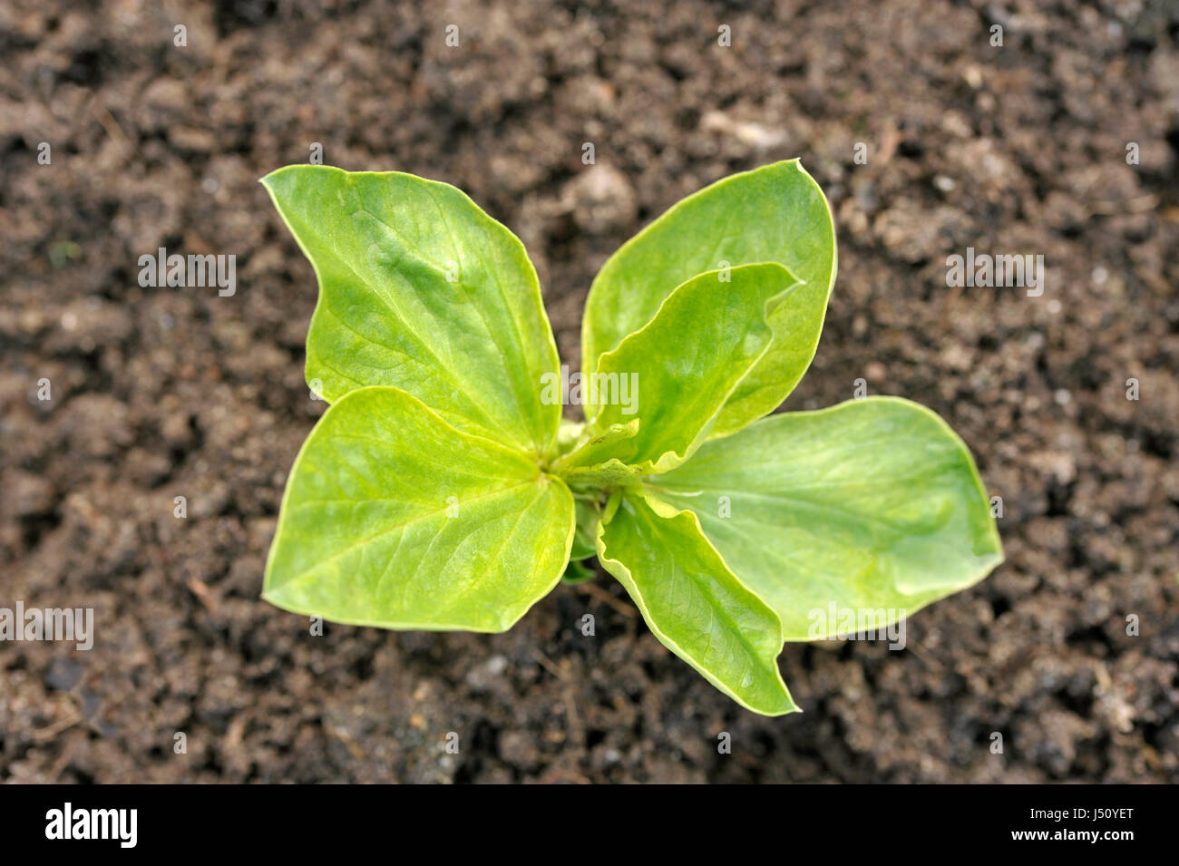 Saubohne Pflanzensorte Witkiem Manita, Vicia Faba auch bekannt als Ackerbohne, Fava, Bell, Pferd, Windsor, Taube und Tic Bohne. Stockfoto