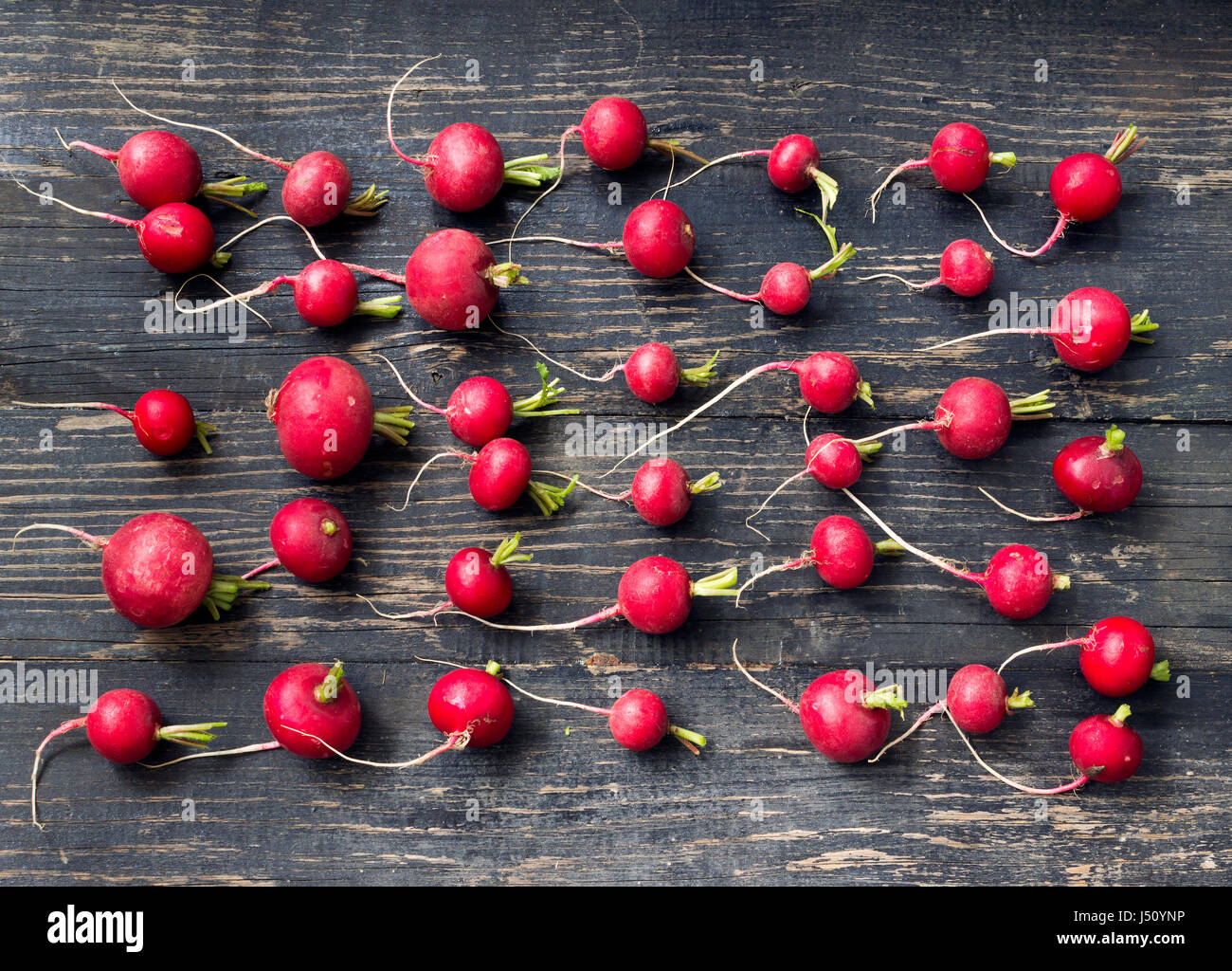 Organisch angebaute rote Radieschen auf einem dunklen Holztisch Stockfoto