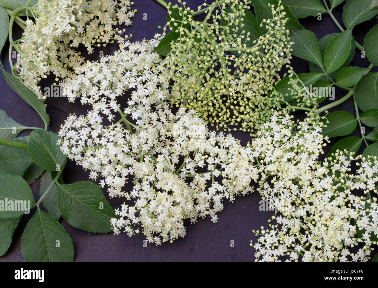 Sambucus Nigra frische Blumen auf dunklem Hintergrund Stockfoto