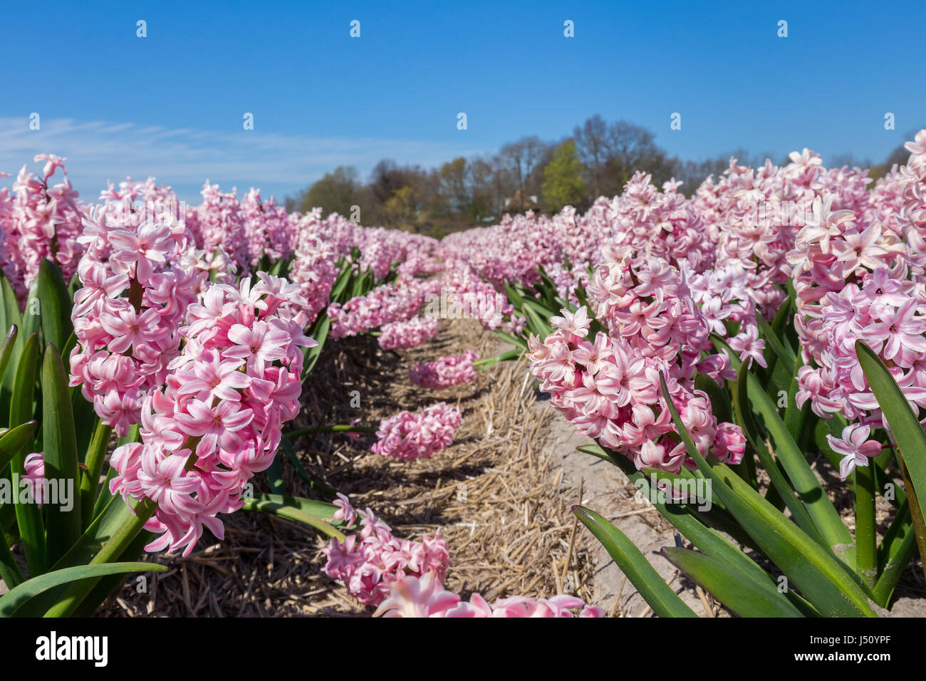 Blumen-Feld in der Frühjahrssaison mit rosa Hyazinthen in den Niederlanden Stockfoto