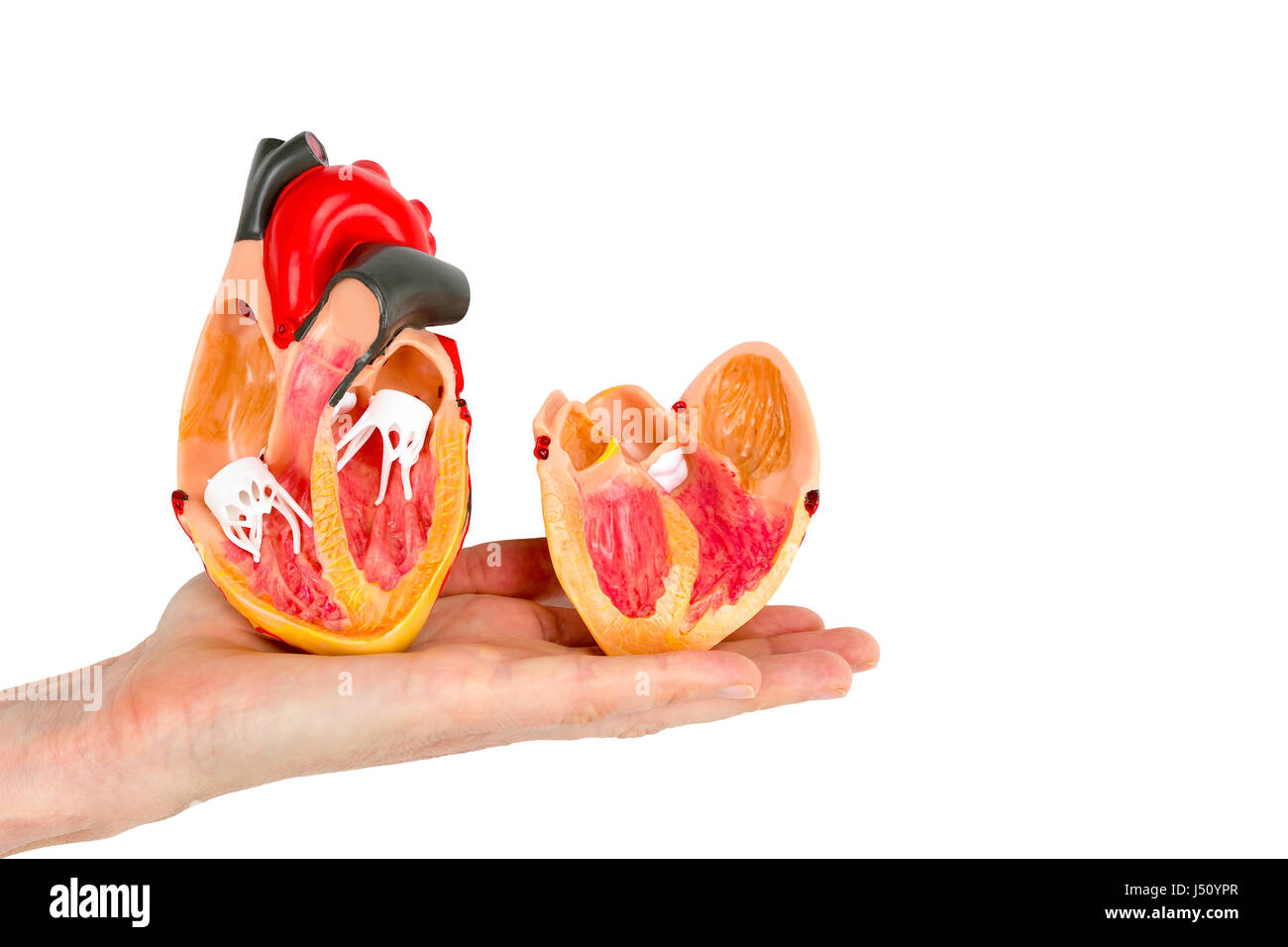 Hand zeigen im Inneren menschlichen Herzens Modell isoliert auf weißem Hintergrund Stockfoto