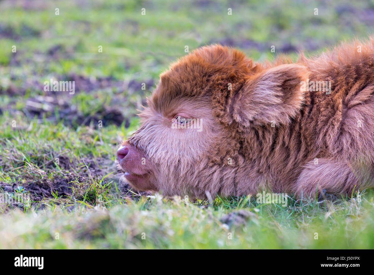 Porträt Kopf liegend braun Neugeborenen schottische Highlander Kalb in Rasen Stockfoto