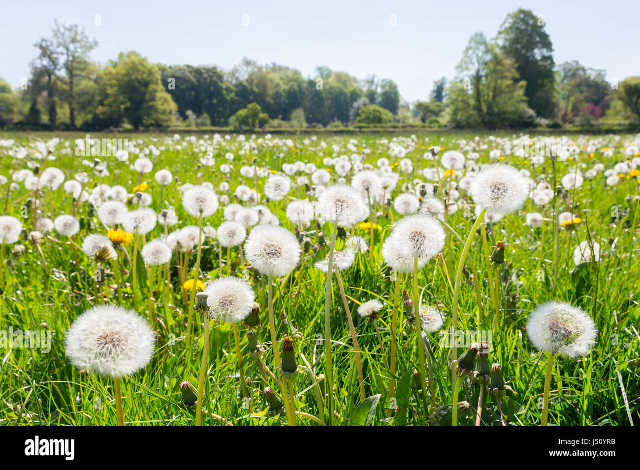 Übertrieben Löwenzahn im Europäischen Wiese Stockfoto