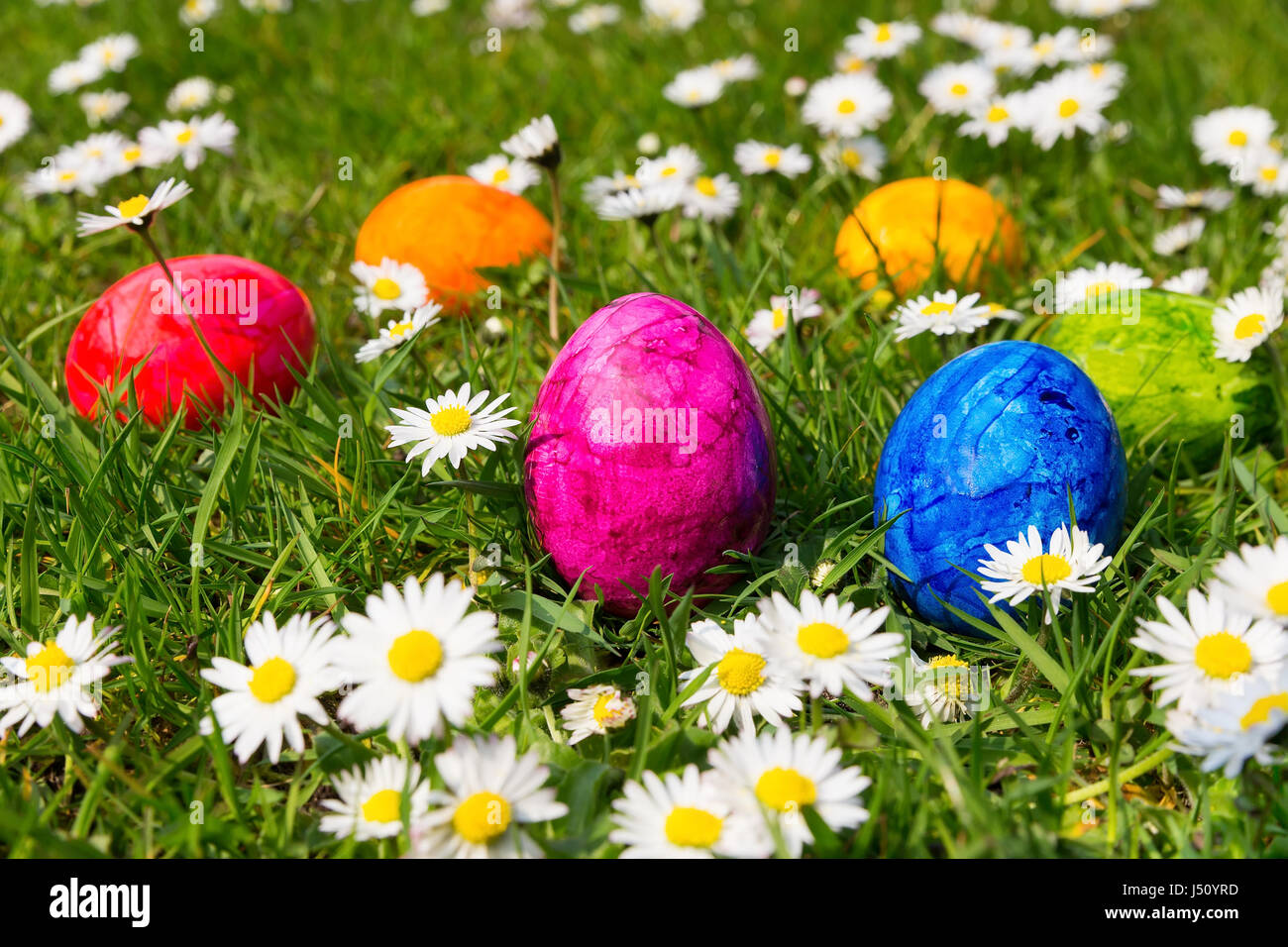 Bemalte Ostereier in Grasgrün mit blühenden weißen Margeriten Stockfoto