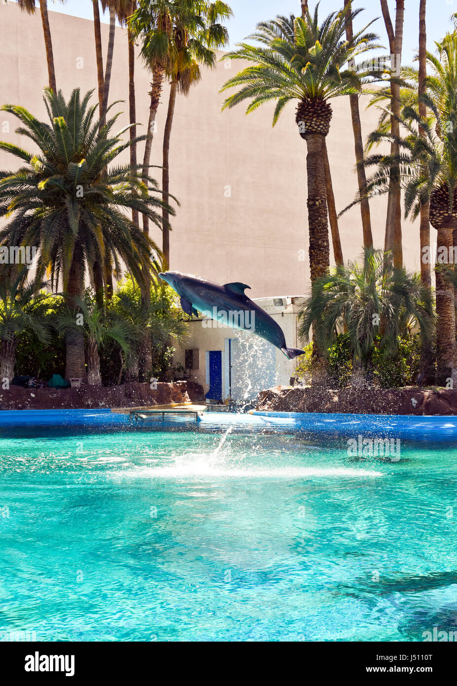 Osbourne die Dolfin springt aus dem Wasser auf Comand von seinem Trainer im Mirage, Secret Garden in Las Vegas, Nevada. Stockfoto