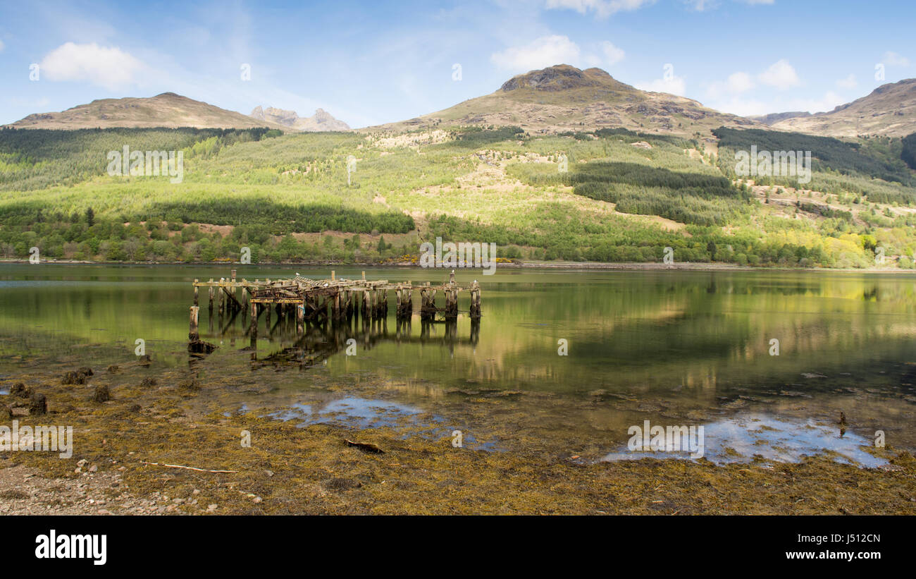 Die bewaldeten Hänge der Beinn Artair, "Der Schuster", steigen von den Ufern des Loch Long, einer fjordartigen See Loch im Bereich Argyll der Highlands Sc Stockfoto