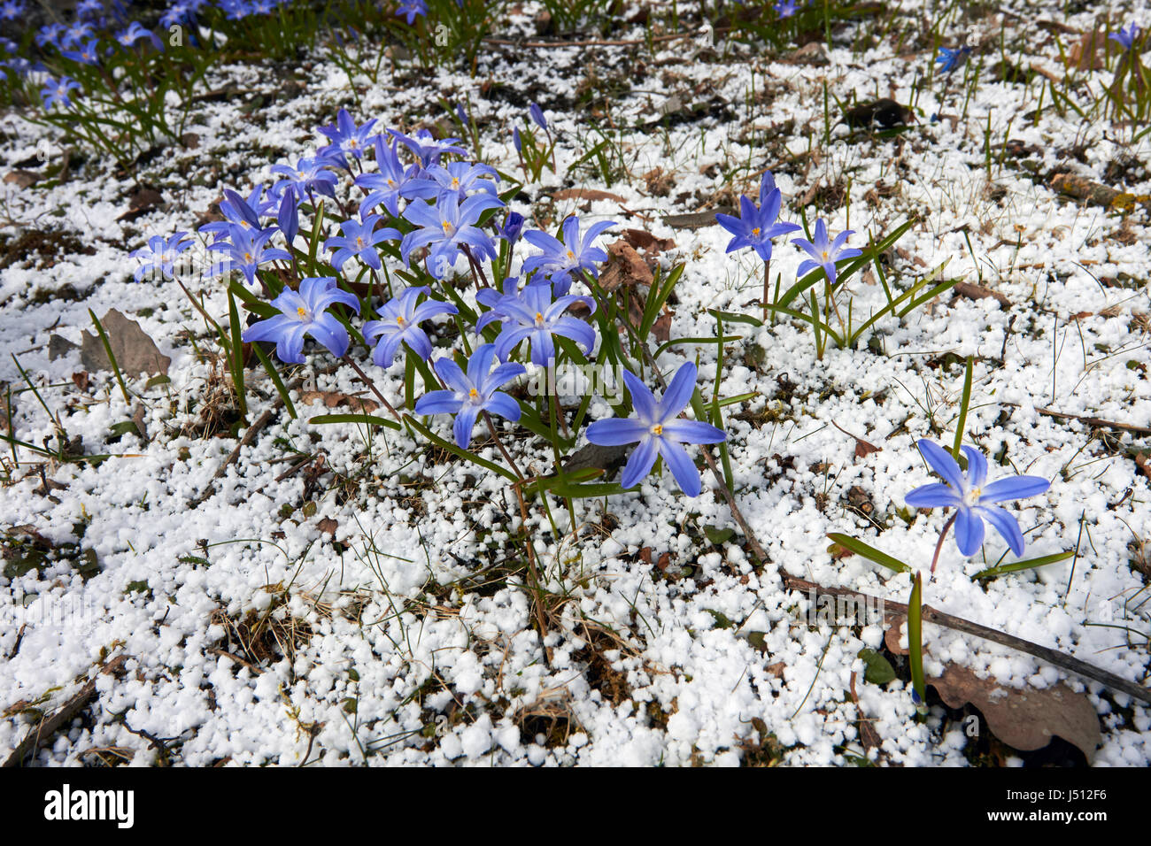 Chionodoxa Forbesii, Glory-of-the-Snow nach Hagelschlag Stockfoto