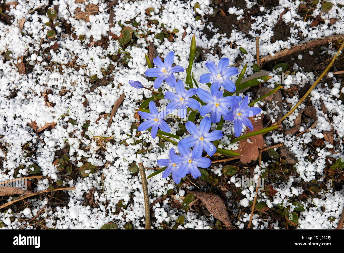 Chionodoxa Forbesii, Glory-of-the-Snow nach Hagelschlag Stockfoto