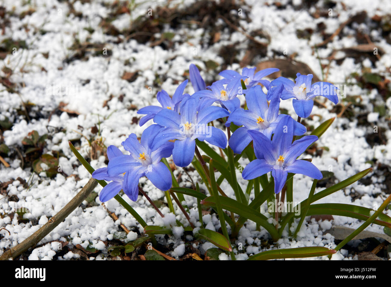 Chionodoxa Forbesii, Glory-of-the-Snow nach Hagelschlag Stockfoto