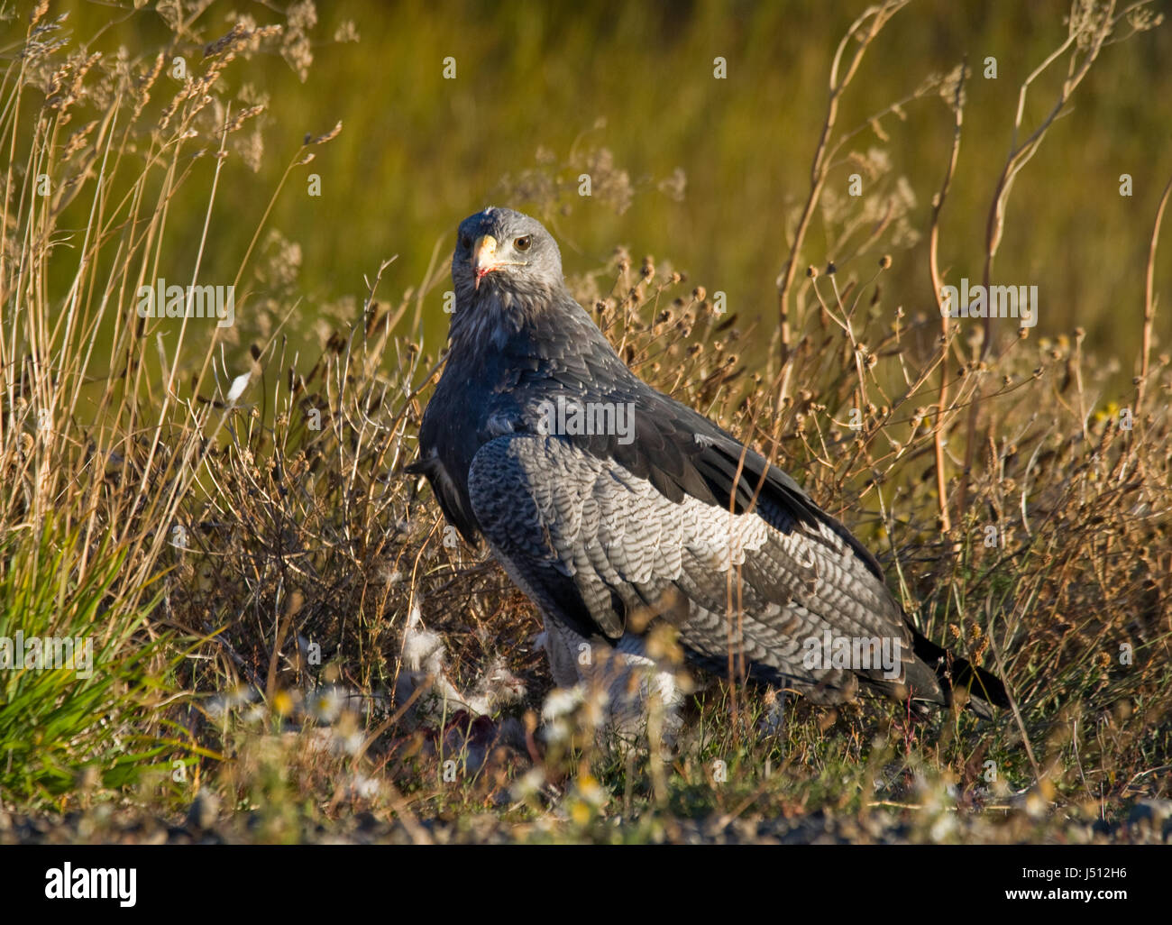 Bird Of Prey sitzen auf dem Boden mit der Beute. Chile. Argentinien. Patagonien. Süd-Amerika. Stockfoto