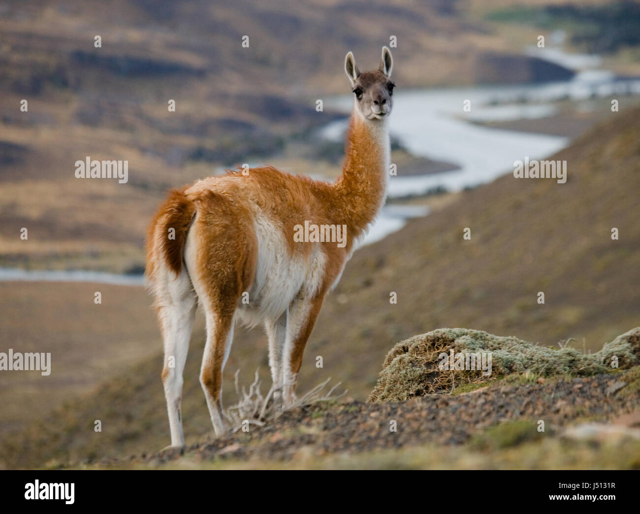 Guanaco im Nationalpark Torres del Paine. Chile. Patagonien. Stockfoto