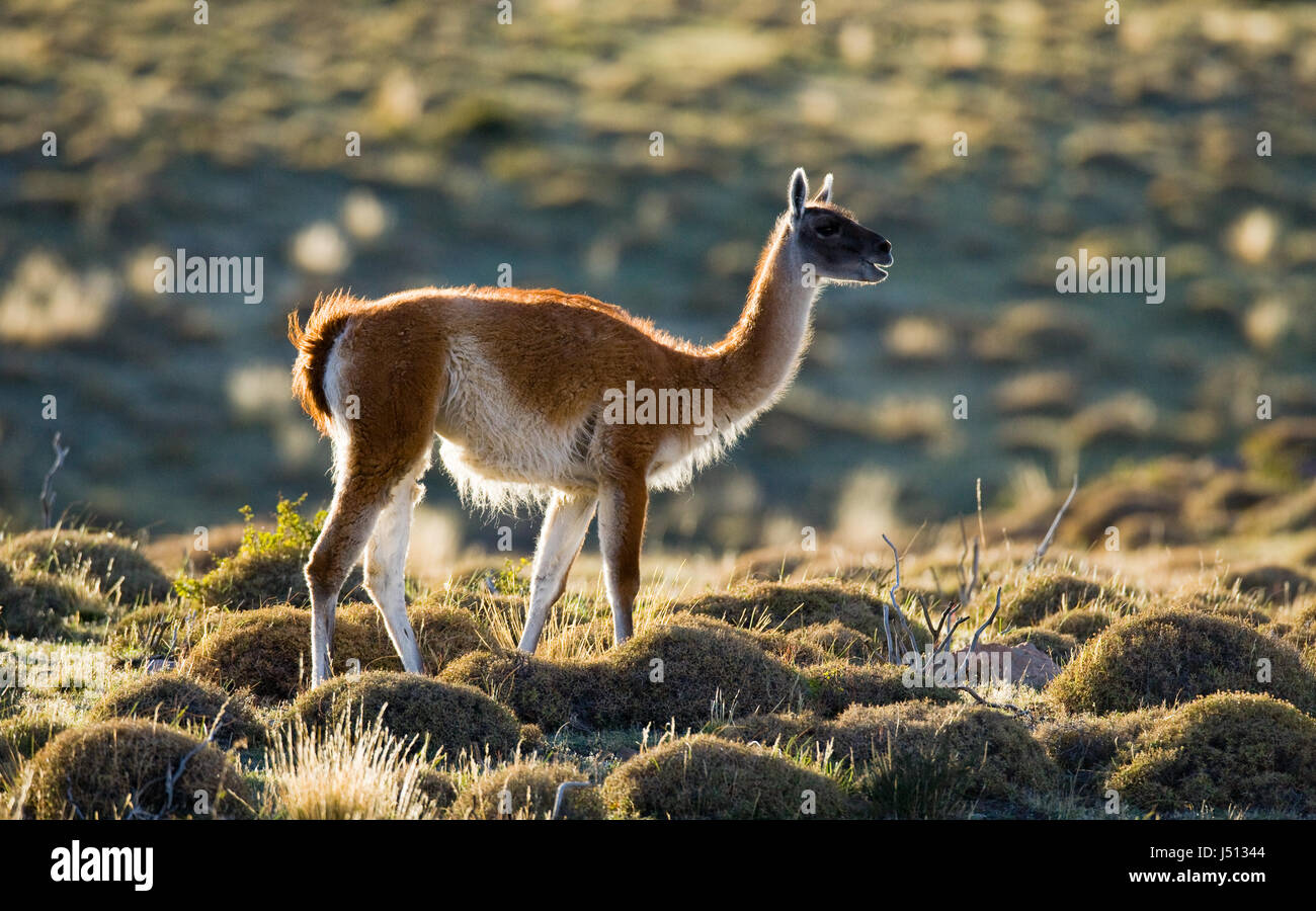 Guanaco im Nationalpark Torres del Paine. Chile. Patagonien. Stockfoto