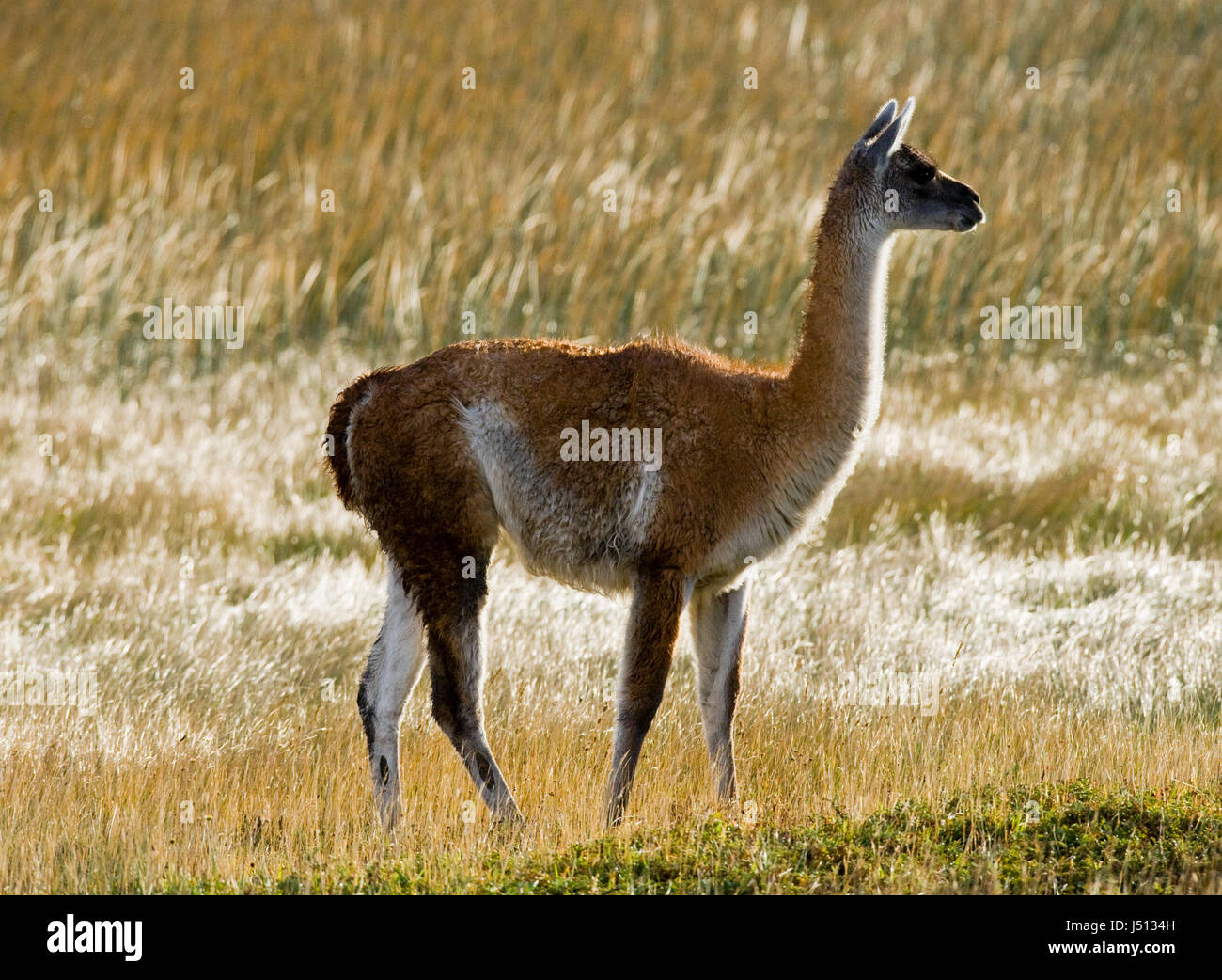Guanaco im Nationalpark Torres del Paine. Chile. Patagonien. Stockfoto