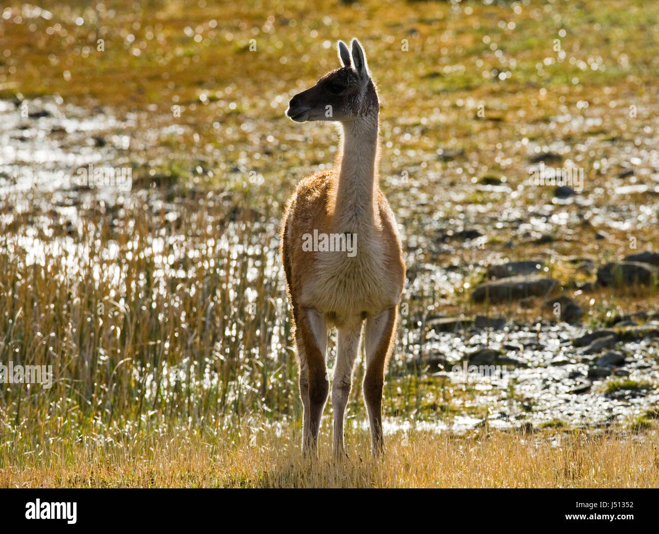 Guanaco im Nationalpark Torres del Paine. Chile. Patagonien. Stockfoto