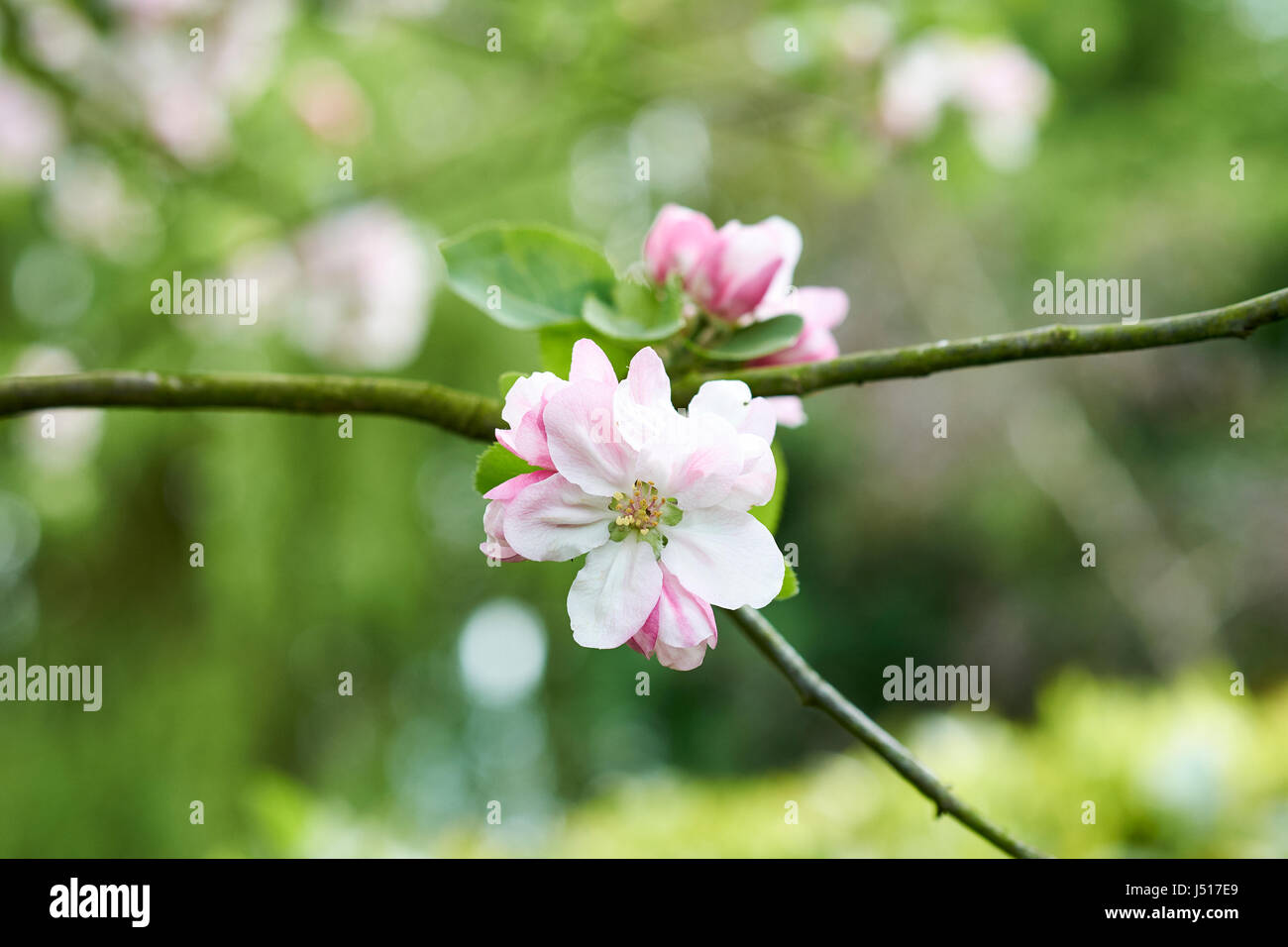 Frühling rosa Apfelblüten auf einem Apfelbaum Bramley. Stockfoto