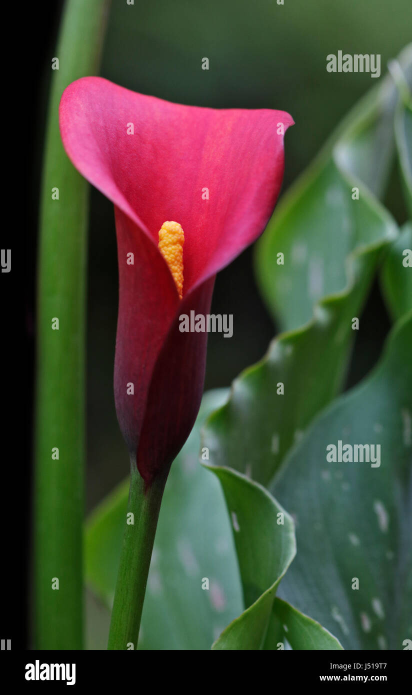 Pink calla lily -Fotos und -Bildmaterial in hoher Auflösung – Alamy